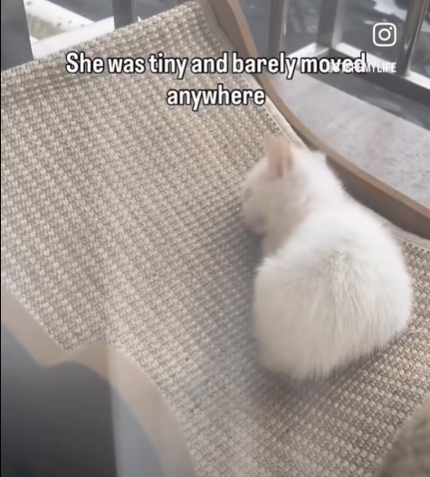 O She was tiny and barely moved...E anywhere