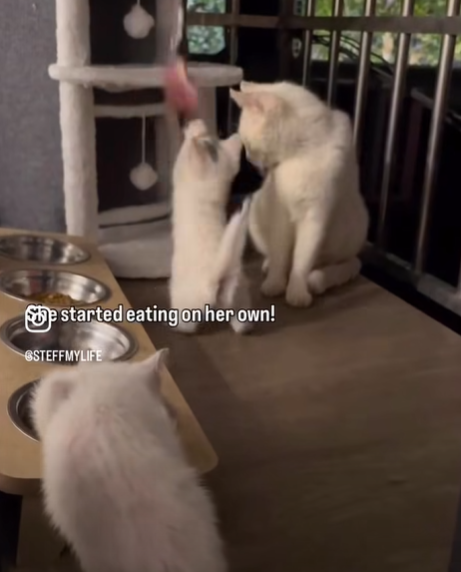 She started eating on her own! STEFFMYLIFE