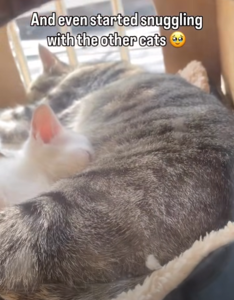 And even started snuggling with the other cats