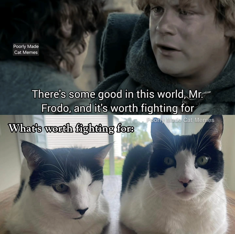 Poorly Made Cat Memes There's some good in this world, Mr. Frodo, and it's worth fighting for What's worth fighting for: Poorly Made Cat Memes