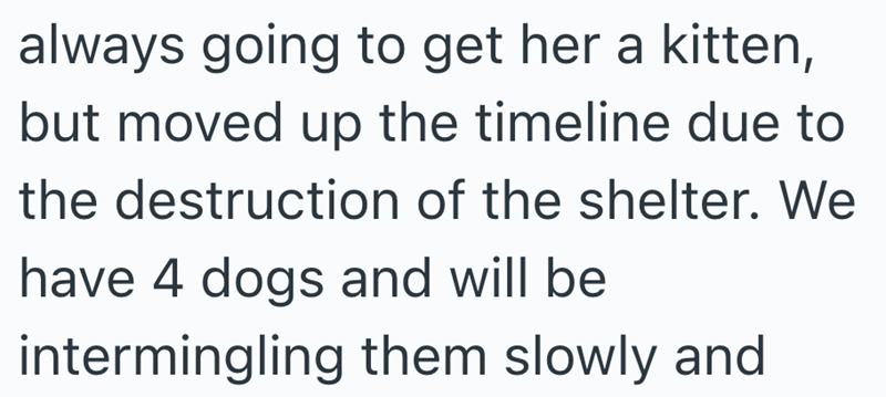 always going to get her a kitten, but moved up the timeline due to the destruction of the shelter. We have 4 dogs and will be intermingling them slowly and