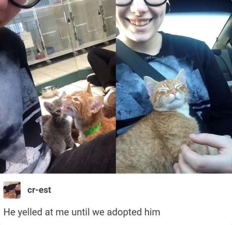 cr-est He yelled at me until we adopted him SPH