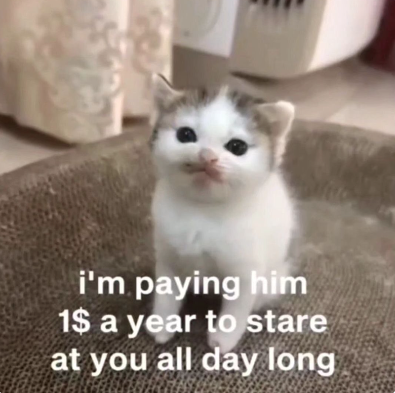 i'm paying him 1$ a year to stare at you all day long