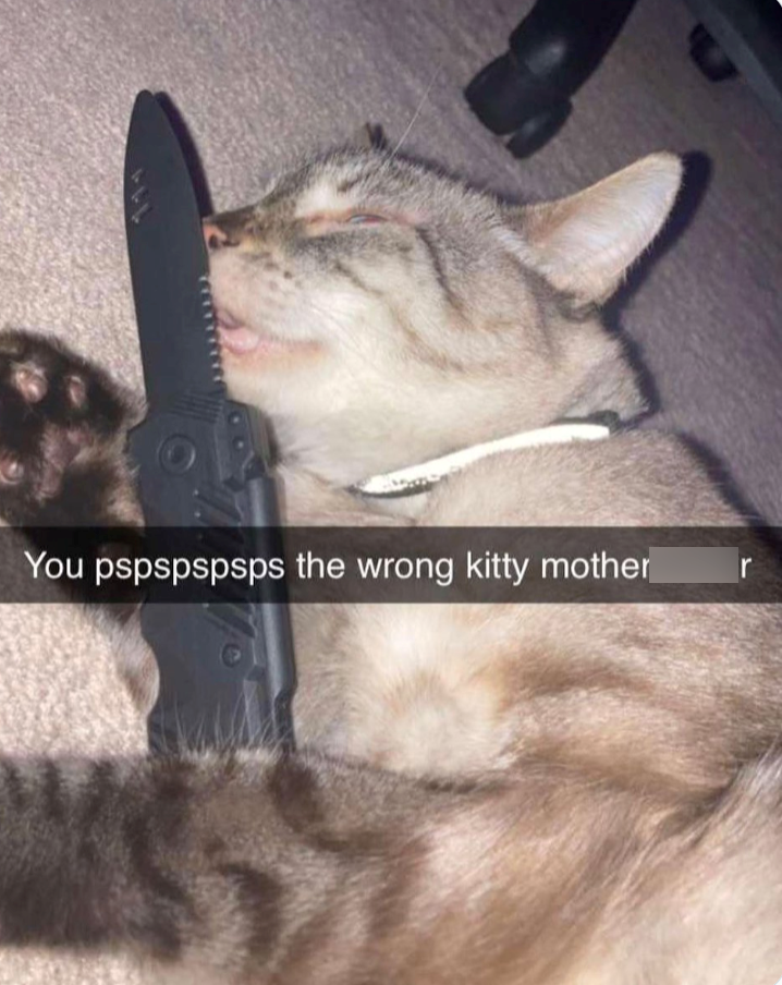 You pspspspsps the wrong kitty mother