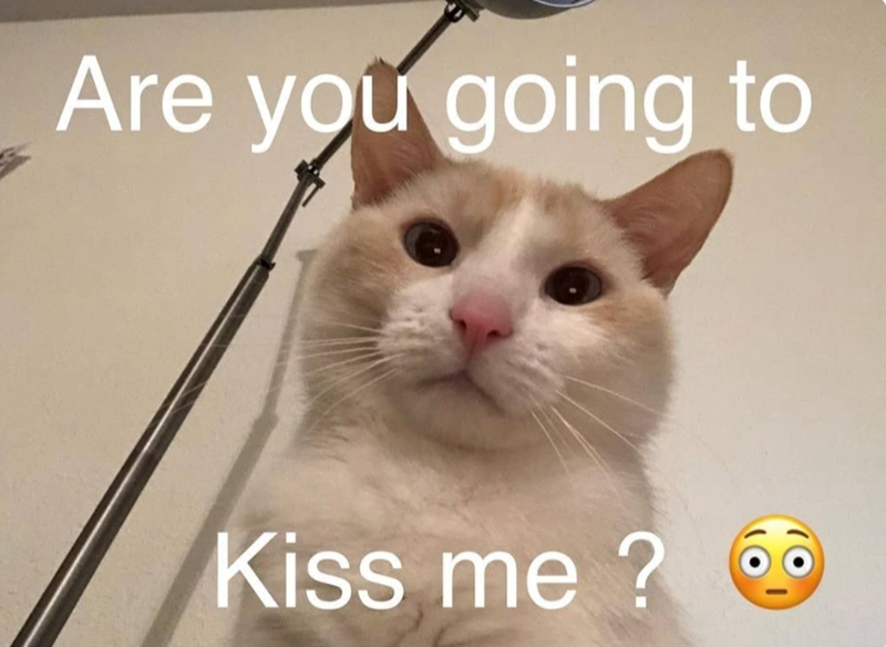 Are you going to Kiss me?
