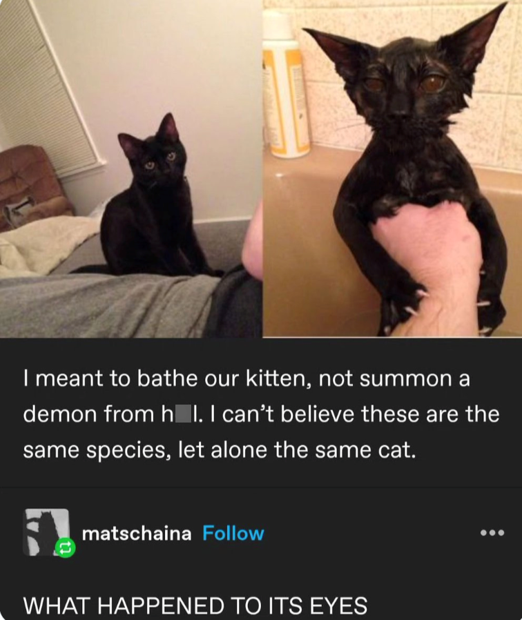 I meant to bathe our kitten, not summon a demon from h_I. I can't believe these are the same species, let alone the same cat. 5 matschaina Follow WHAT HAPPENED TO ITS EYES