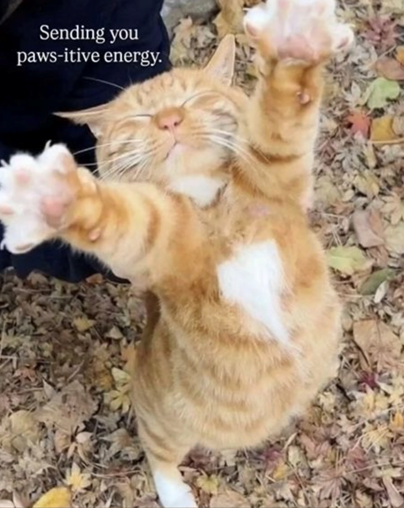Sending you paws-itive energy.