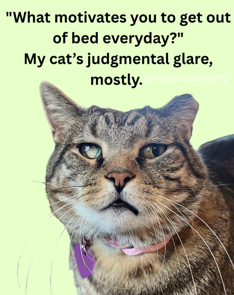 "What motivates you to get out of bed everyday?" My cat's judgmental glare, mostly.@fromferaltofluffy