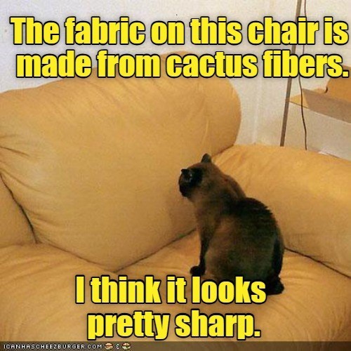 Cheezburger Image 10640893952