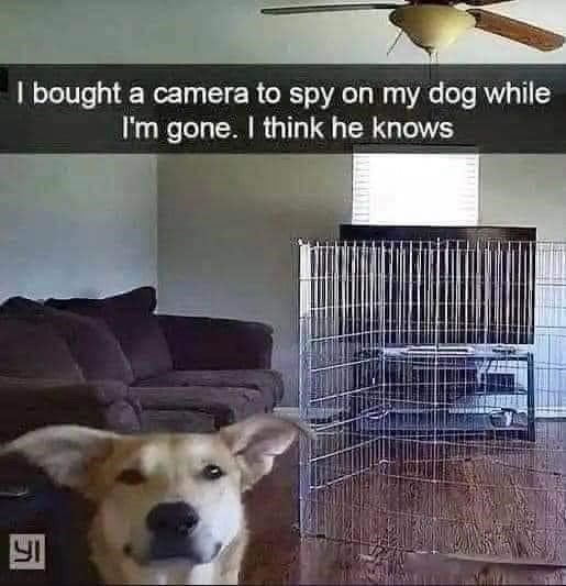 I bought a camera to spy on my dog while I'm gone. I think he knows