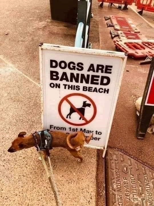 DOGS ARE BANNED ON THIS BEACH From 1st May to per CENTURION STANTON PLC 859497 DUCTILE