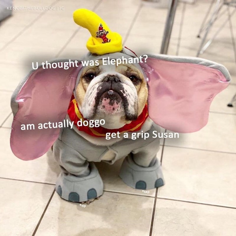 KENOBITHEBULLDOG | 16 U thought was Elephant? am actually doggo get a grip Susan tip tap