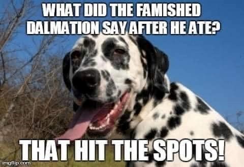 WHAT DID THE FAMISHED DALMATION SAY AFTER HE ATE? THAT HIT THE SPOTS! imgflip.com