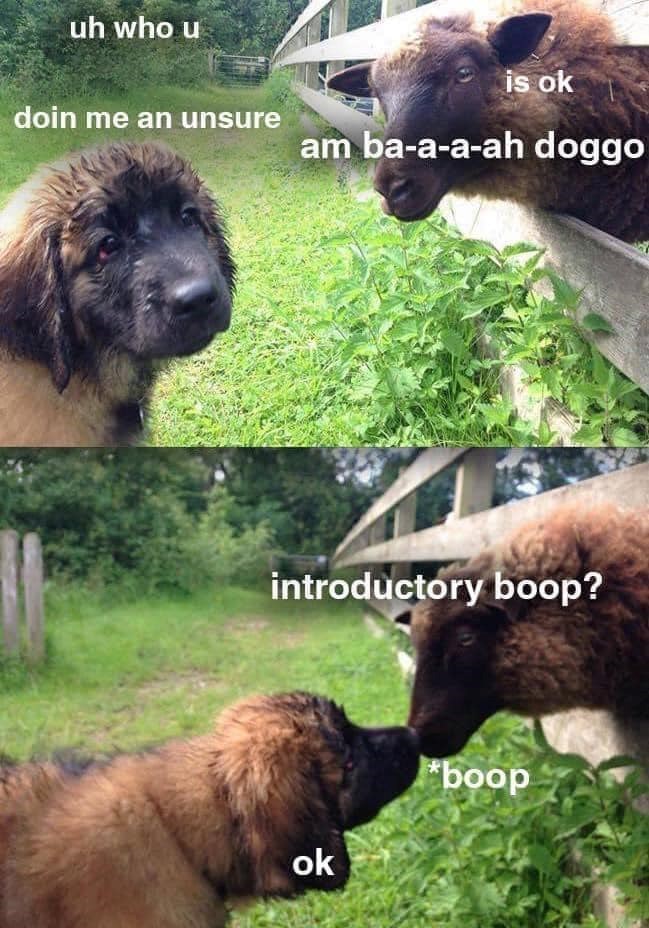 uh who u doin me an unsure is ok am ba-a-a-ah doggo introductory boop? ok HO *boop