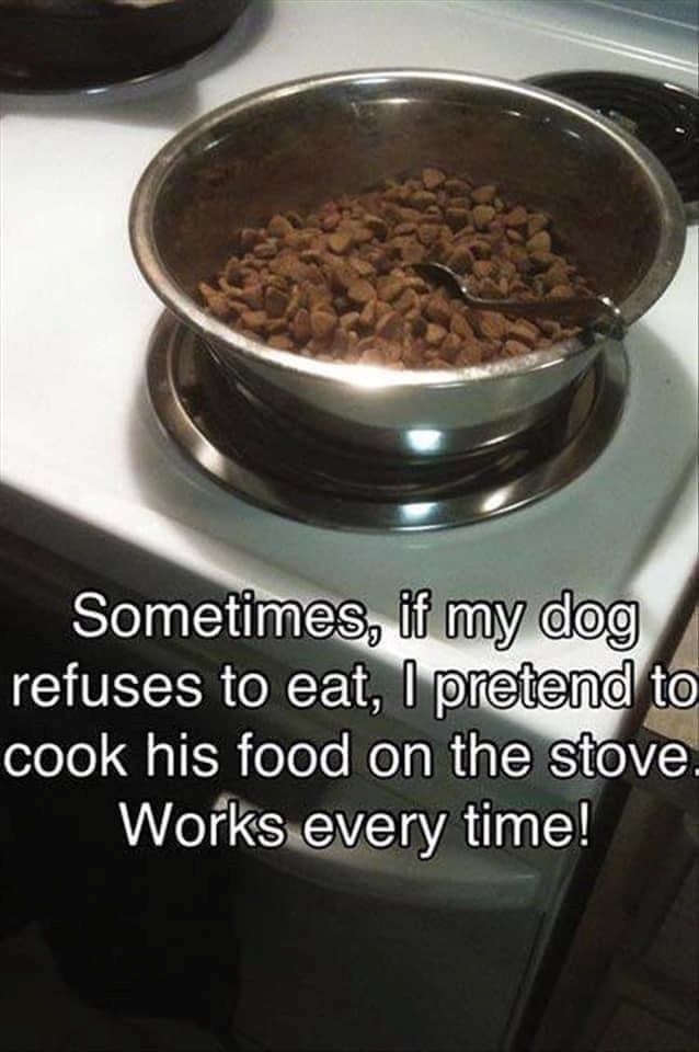 Sometimes, if my dog refuses to eat, I pretend to cook his food on the stove. Works every time!