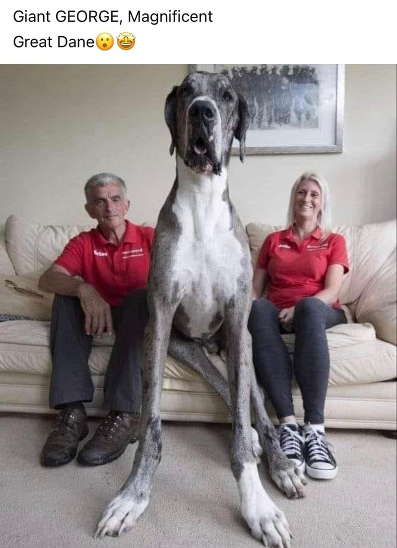 Giant GEORGE, Magnificent Great Dane