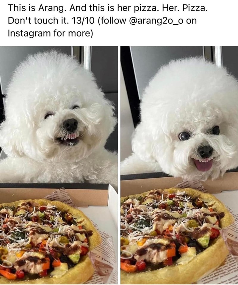 This is Arang. And this is her pizza. Her. Pizza. Don't touch it. 13/10 (follow @arang20_o on Instagram for more) MOKL 2011 MOKE tax