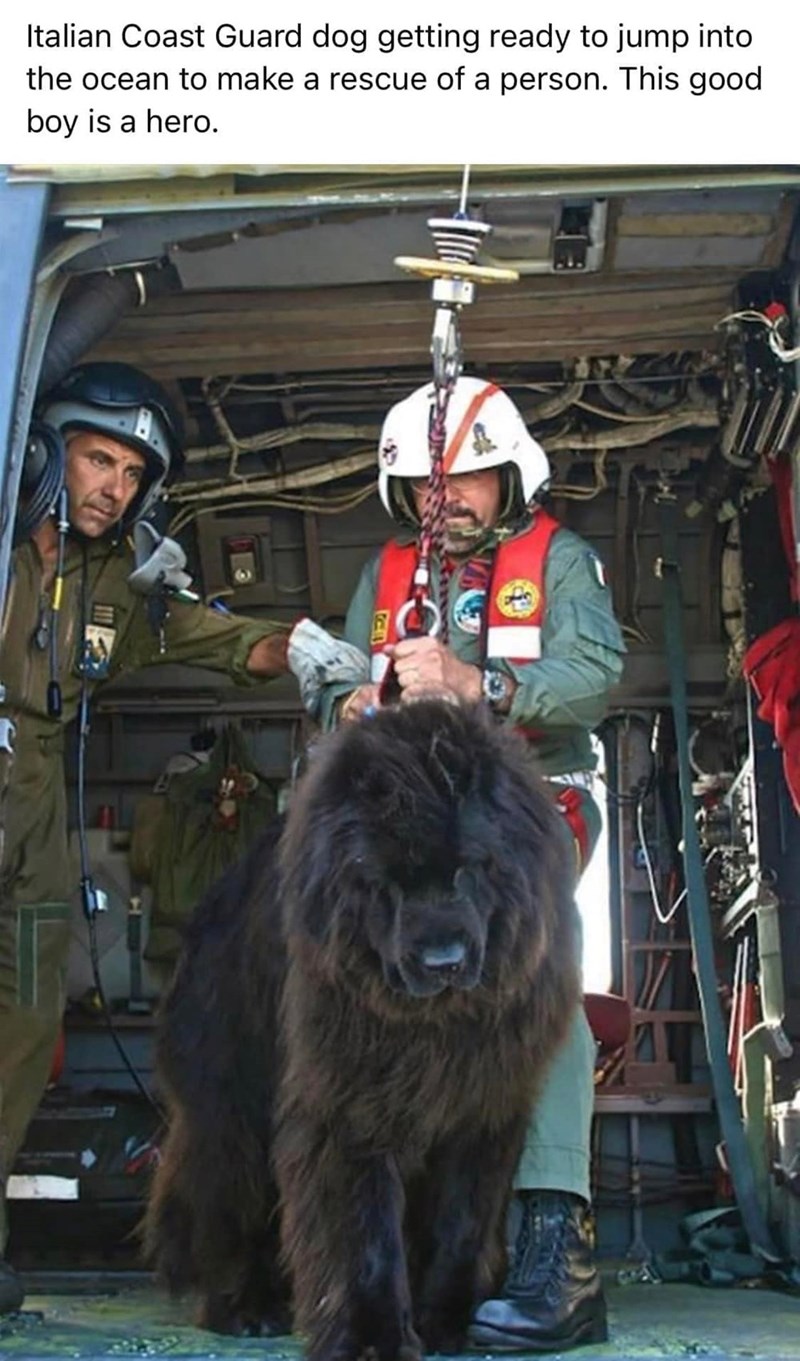 122 Italian Coast Guard dog getting ready to jump into the ocean to make a rescue of a person. This good boy is a hero.