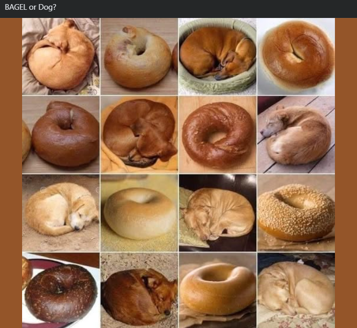 BAGEL or Dog?