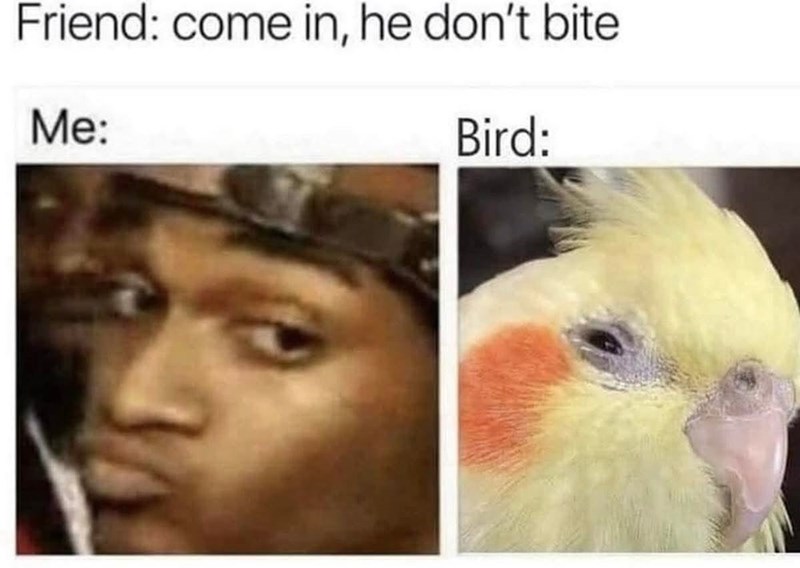 Friend: come in, he don't bite Me: Bird: