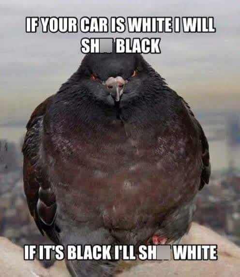 IF YOUR CAR IS WHITE I WILL SH BLACK IF IT'S BLACK I'LL SH WHITE