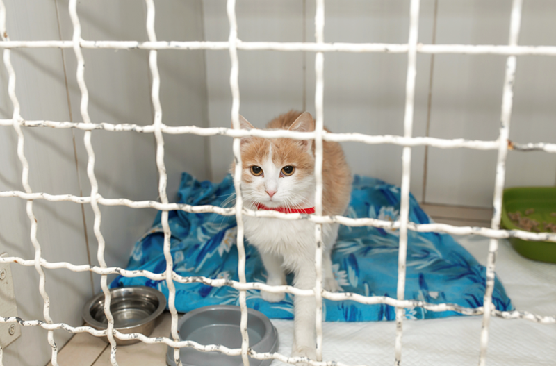 Cat in an animal shelter cage.