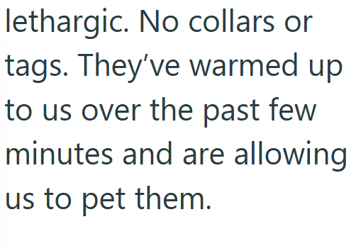 lethargic. No collars or tags. They've warmed up to us over the past few minutes and are allowing us to pet them.