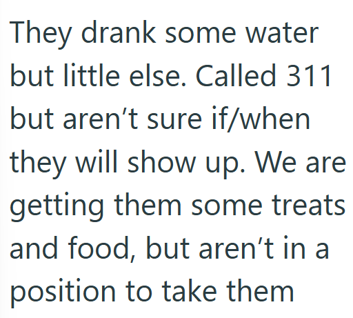 They drank some water but little else. Called 311 but aren't sure if/when they will show up. We are getting them some treats and food, but aren't in a position to take them