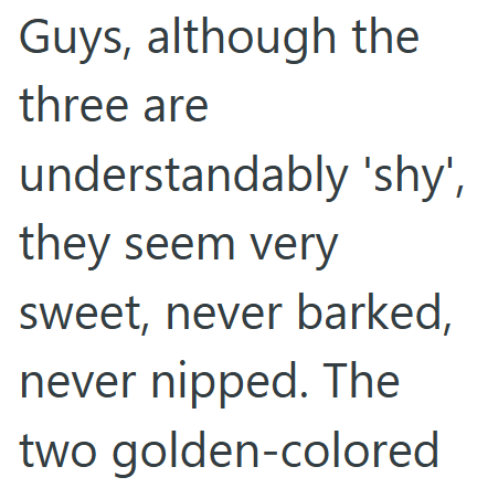Guys, although the three are understandably 'shy', they seem very sweet, never barked, never nipped. The two golden-colored