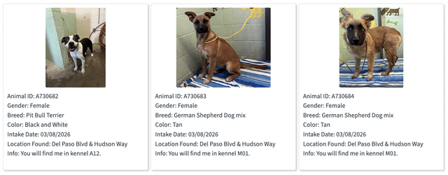 Animal ID: A730682 Gender: Female Breed: Pit Bull Terrier Color: Black and White Intake Date: 03/08/2026 Location Found: Del Paso Blvd & Hudson Way Info: You will find me in kennel A12. Animal ID: A730683 Gender: Female Breed: German Shepherd Dog mix Color: Tan Intake Date: 03/08/2026 Location Found: Del Paso Blvd & Hudson Way Info: You will find me in kennel M01. Animal ID: A730684 Gender: Female Breed: German Shepherd Dog mix Color: Tan Intake Date: 03/08/2026 Location Found: Del Paso Blvd & H