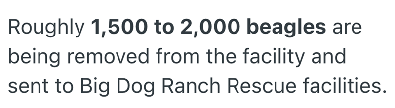 Roughly 1,500 to 2,000 beagles are being removed from the facility and sent to Big Dog Ranch Rescue facilities.