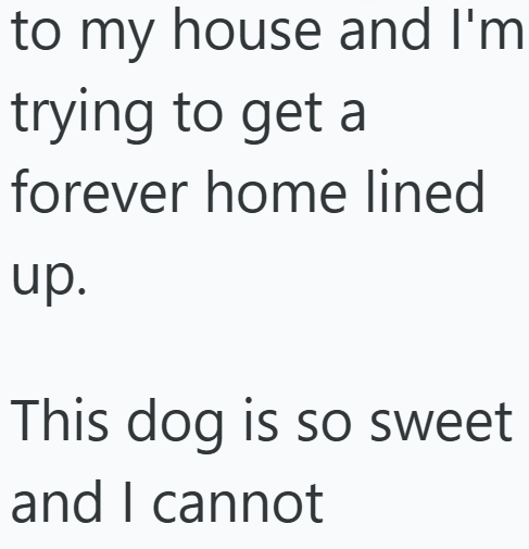 to my house and I'm trying to get a forever home lined up. This dog is so sweet and I cannot