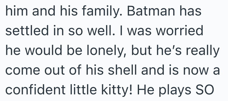 him and his family. Batman has settled in so well. I was worried he would be lonely, but he's really come out of his shell and is now a confident little kitty! He plays SO