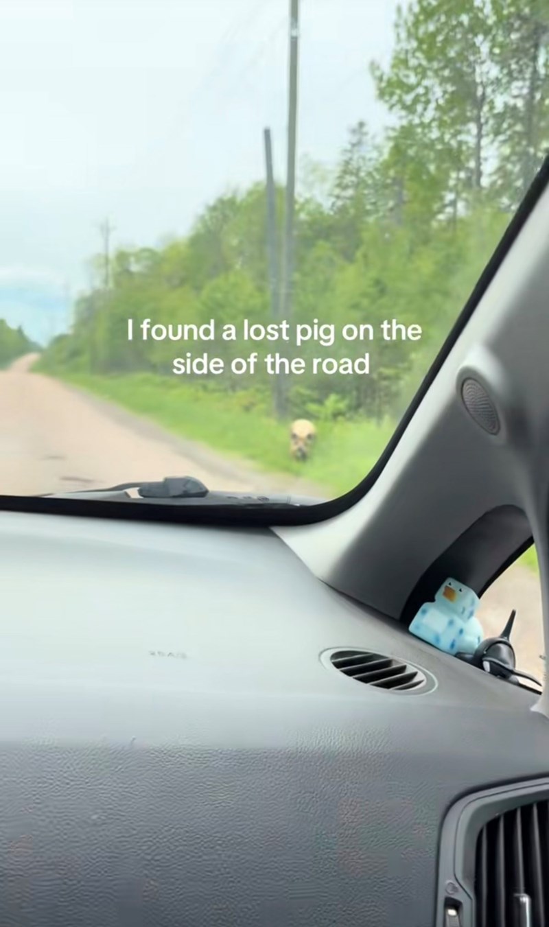 I found a lost pig on the side of the road