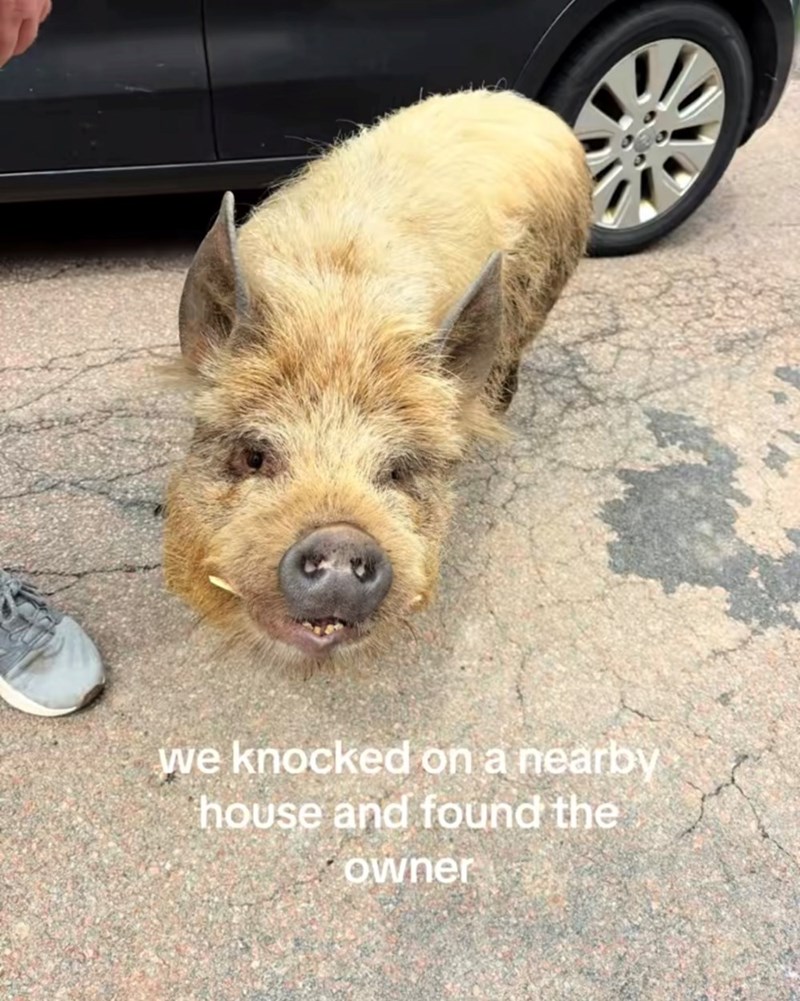 we knocked on a nearby house and found the owner