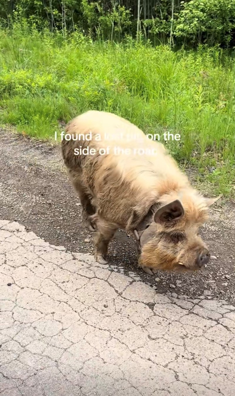 I found a leat on the side of the road