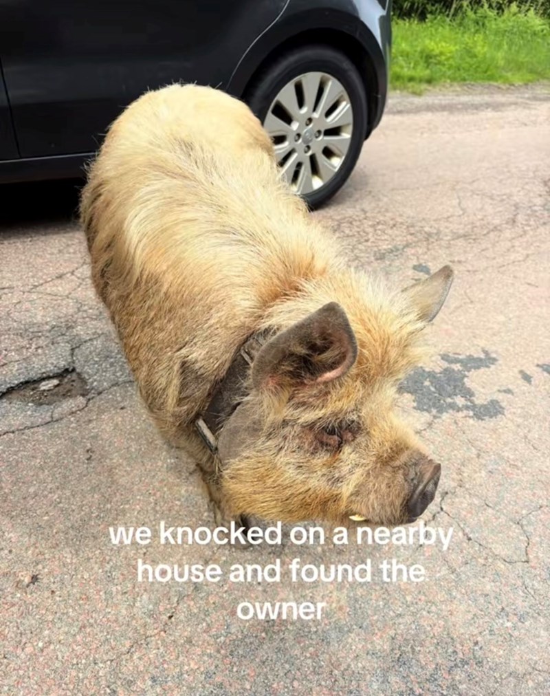 we knocked on a nearby house and found the owner