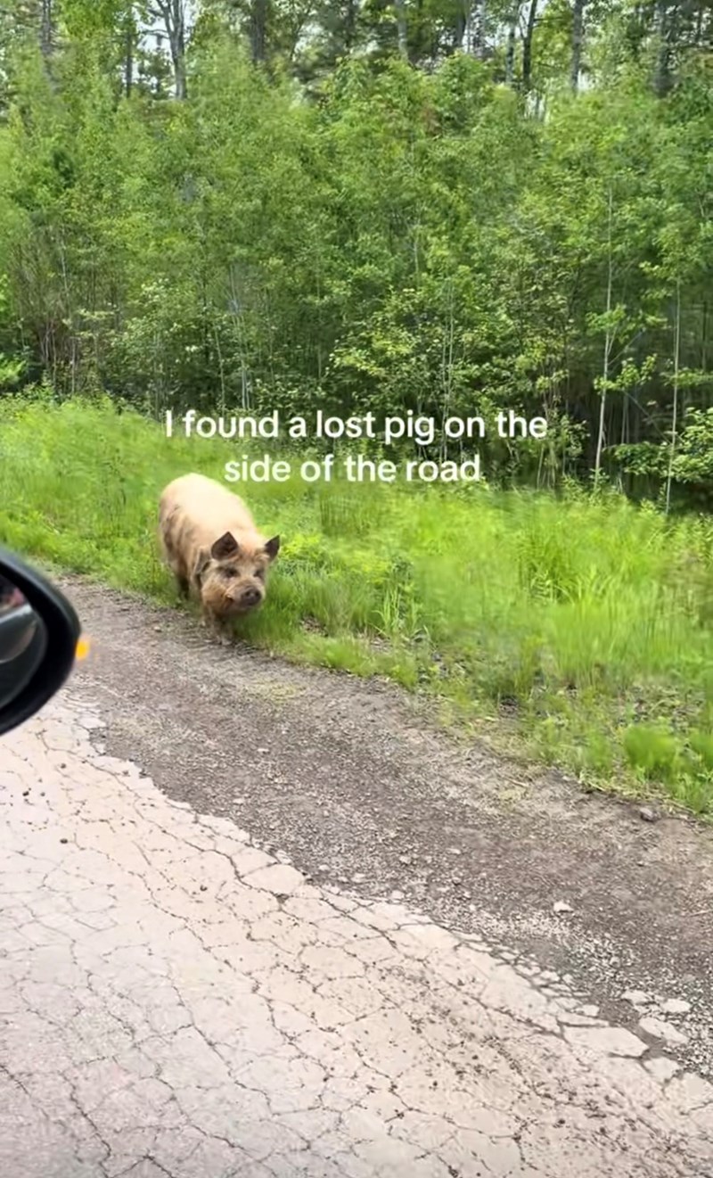 I found a lost pig on the side of the road