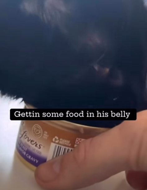 Gettin some food in his belly fovers OR GRAVY PLEASE RECYCLE