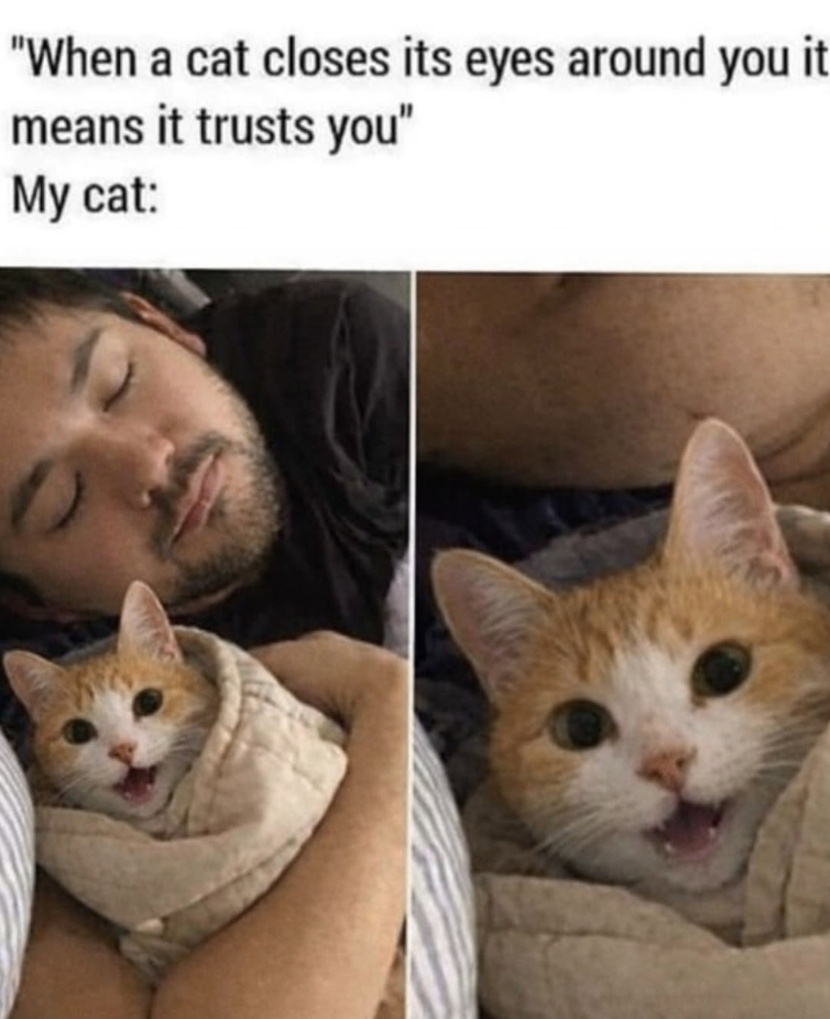 "When a cat closes its eyes around you it means it trusts you" My cat: