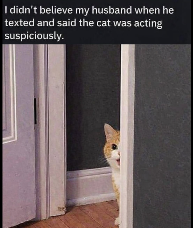 I didn't believe my husband when he texted and said the cat was acting suspiciously.