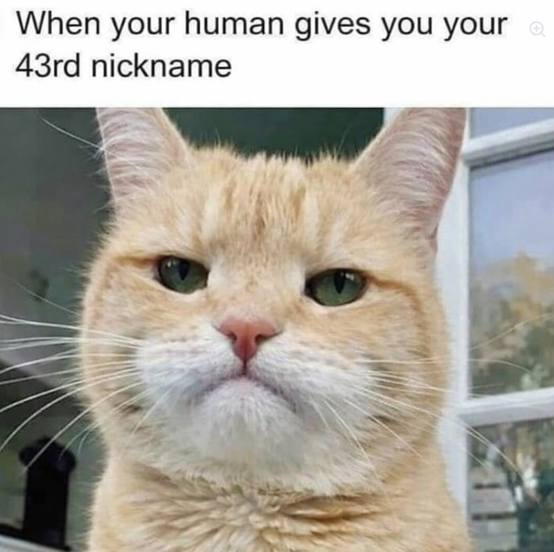 When your human gives you your 43rd nickname