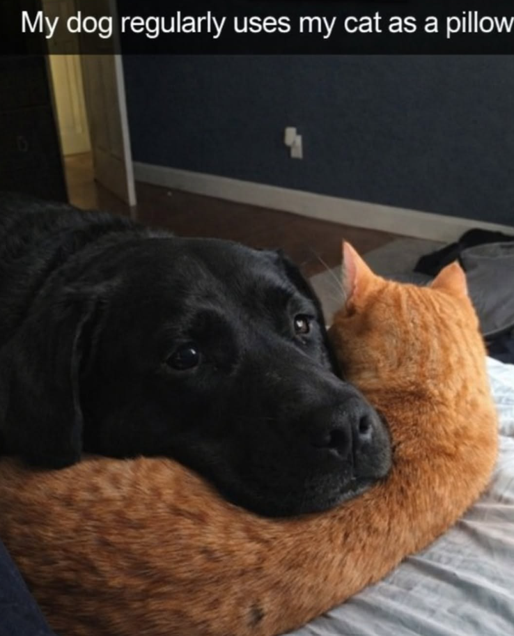 My dog regularly uses my cat as a pillow