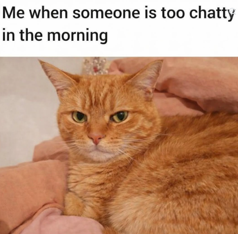 Me when someone is too chatty in the morning