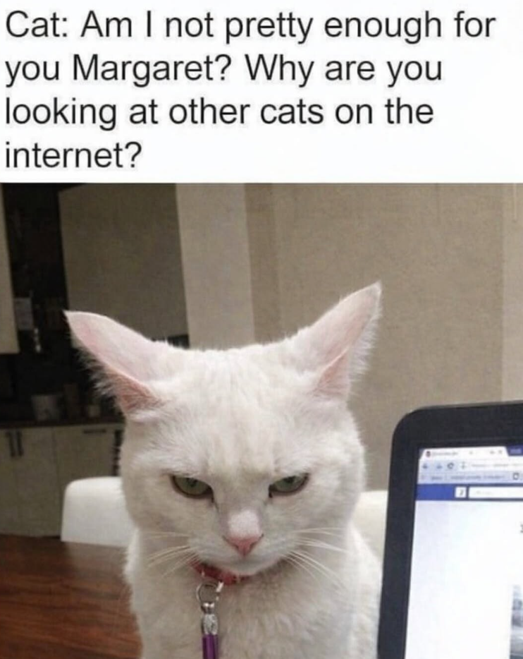Cat: Am I not pretty enough for you Margaret? Why are you looking at other cats on the internet? 11