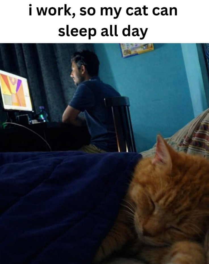 i work, so my cat can sleep all day