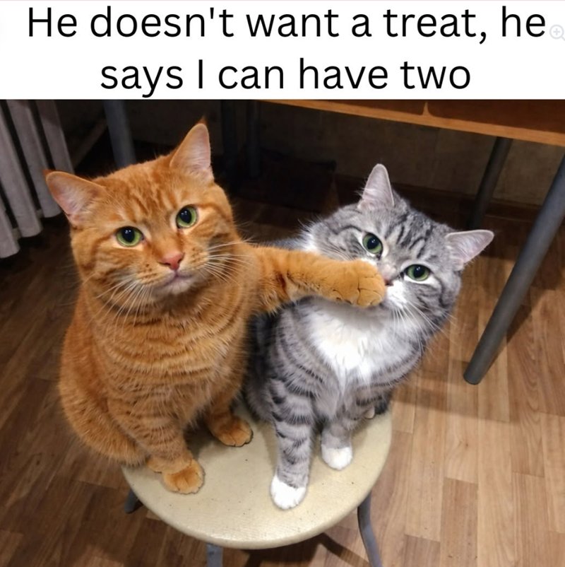 He doesn't want a treat, he says I can have two