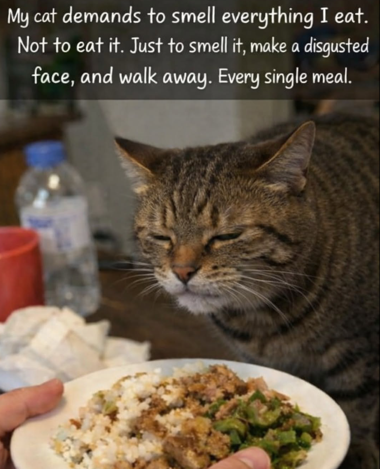 My cat demands to smell everything I eat. Not to eat it. Just to smell it, make a disgusted face, and walk away. Every single meal.