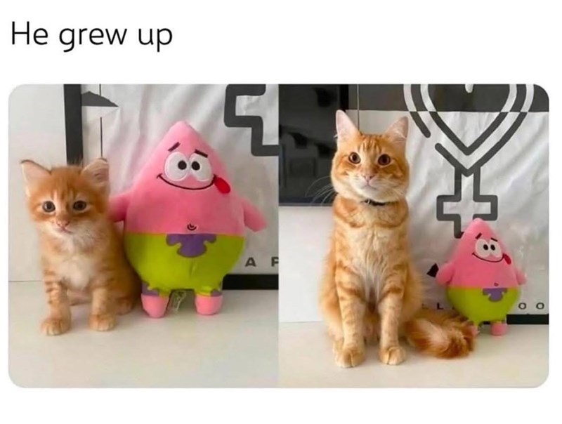 He grew up 되 AF