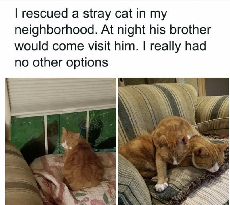 I rescued a stray cat in my neighborhood. At night his brother would come visit him. I really had no other options